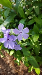 Phlox divaricata