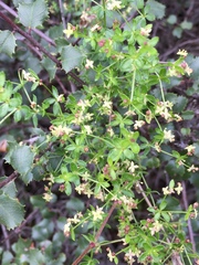 Galium porrigens porrigens