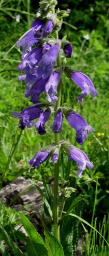 Kangding Sage (Salvia prattii)