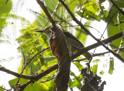 Yellow-browed Camaroptera (Camaroptera superciliaris), photo 2