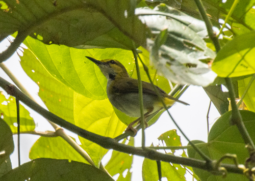 Yellow-browed Camaroptera (Camaroptera superciliaris)