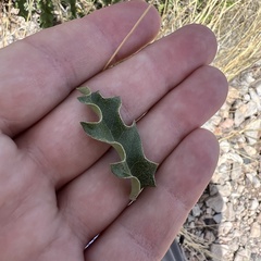 Quercus pungens, photograph (c) Mark Pollock, some rights reserved (CC BY)
