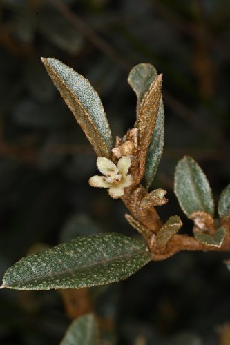 Croton erythroxyloides