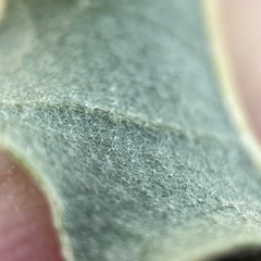Quercus pungens, photograph (c) Mark Pollock, some rights reserved (CC BY)
