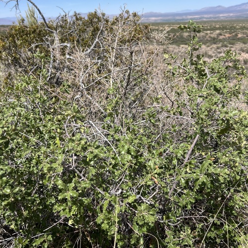 Quercus pungens, photograph 5