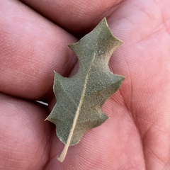 Quercus pungens, photograph (c) Mark Pollock, some rights reserved (CC BY)