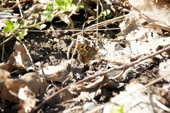 Pararge aegeria tircis