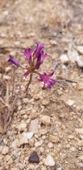 Allium fimbriatum
