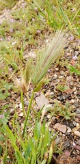 Hordeum murinum
