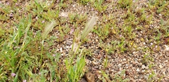 Hordeum murinum