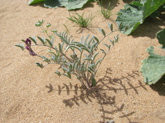 Astragalus insularis