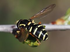 Xanthogramma citrofasciatum