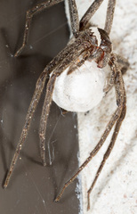 Pisaurina brevipes
