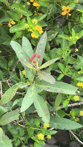Asclepias curassavica, 2026-05-19