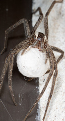 Pisaurina brevipes
