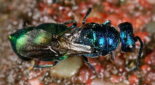 Elampus foveatus