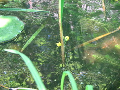 Utricularia macrorhiza image