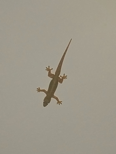 Flat-tailed House Gecko
