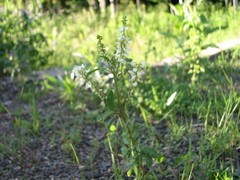 Melilotus albus image