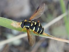 Xanthogramma citrofasciatum