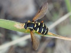 Xanthogramma citrofasciatum