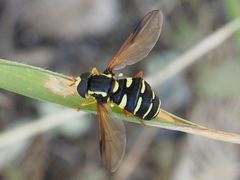 Xanthogramma citrofasciatum