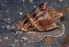 Cymbiola vespertilio