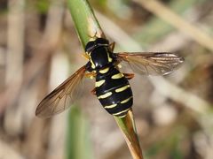 Xanthogramma citrofasciatum