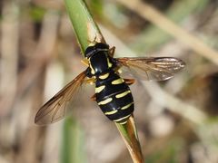 Xanthogramma citrofasciatum