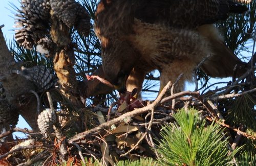 Red-tailed Hawk