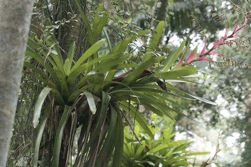 Vriesea philippocoburgi, photograph 5