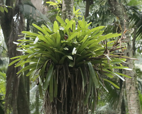 Vriesea philippocoburgi, photograph 6