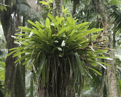 Vriesea philippocoburgi, photograph author not stated, no rights reserved