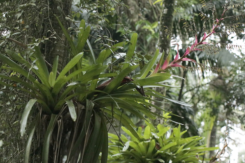 Vriesea philippocoburgi, photograph 4