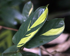 Ctenanthe Lubbersiana (Ctenanthe lubbersiana)