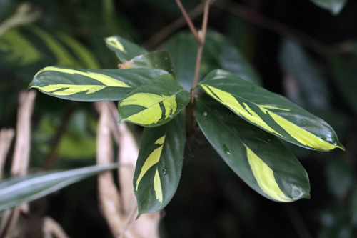 Ctenanthe lubbersiana, photograph 1