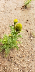 Matricaria discoidea