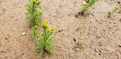 Matricaria discoidea