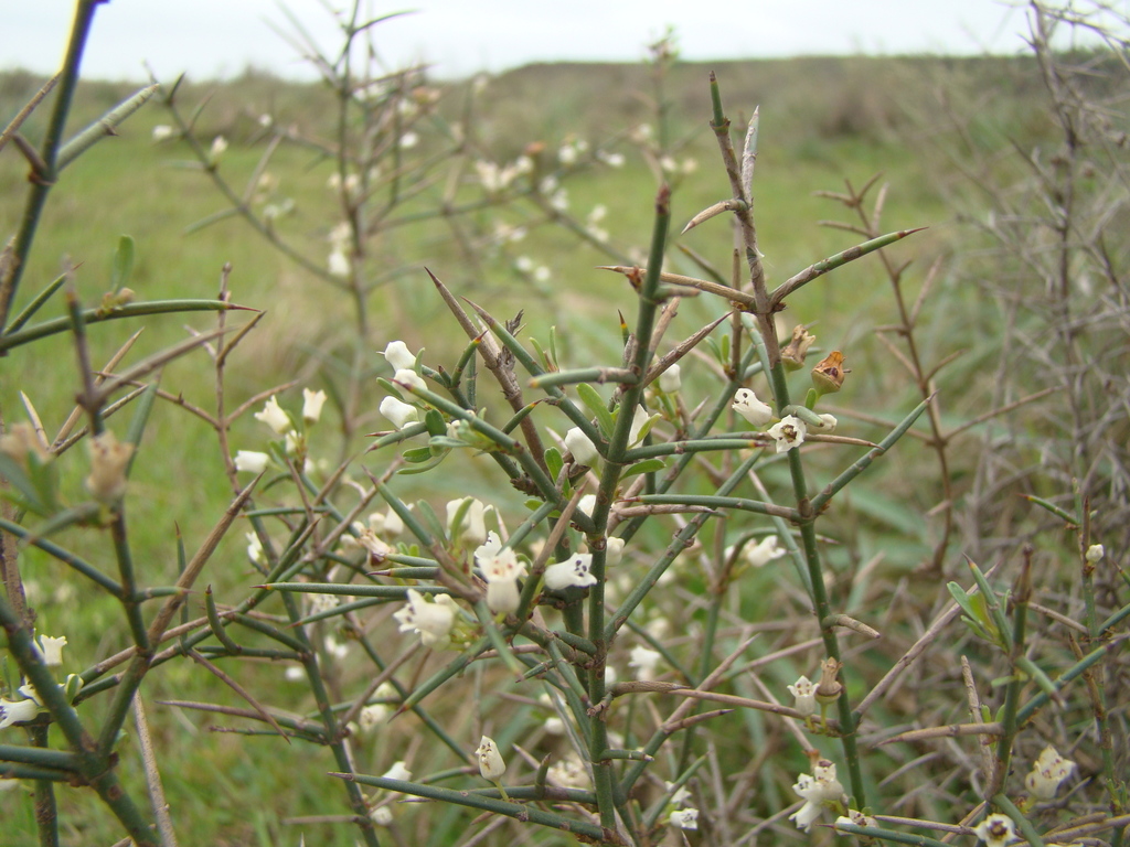Discaria americana