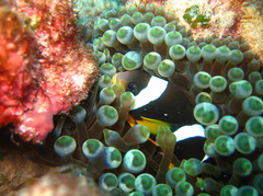 Amphiprion chrysogaster