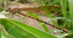 Argia sedula