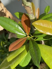 Pimenta racemosa