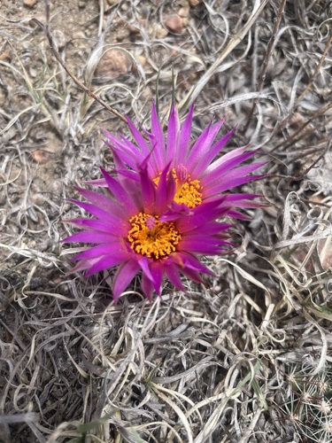 Spinystar