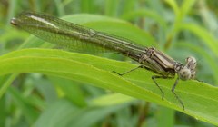 Argia translata