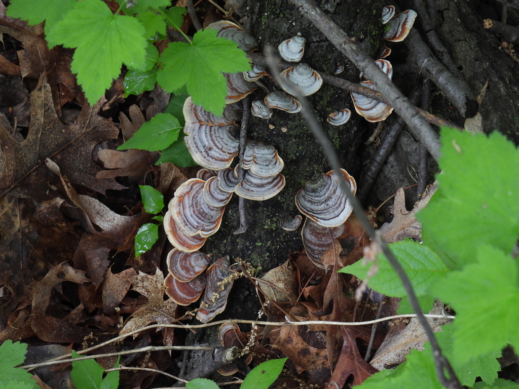 False Turkeytail · May 2026 · photo: Photo: (c) Liren Varghese, some rights reserved (CC BY) · iNaturalist