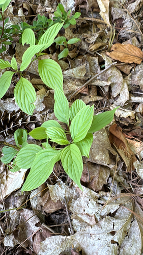 alternate-leaved dogwood