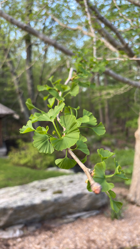 ginkgo