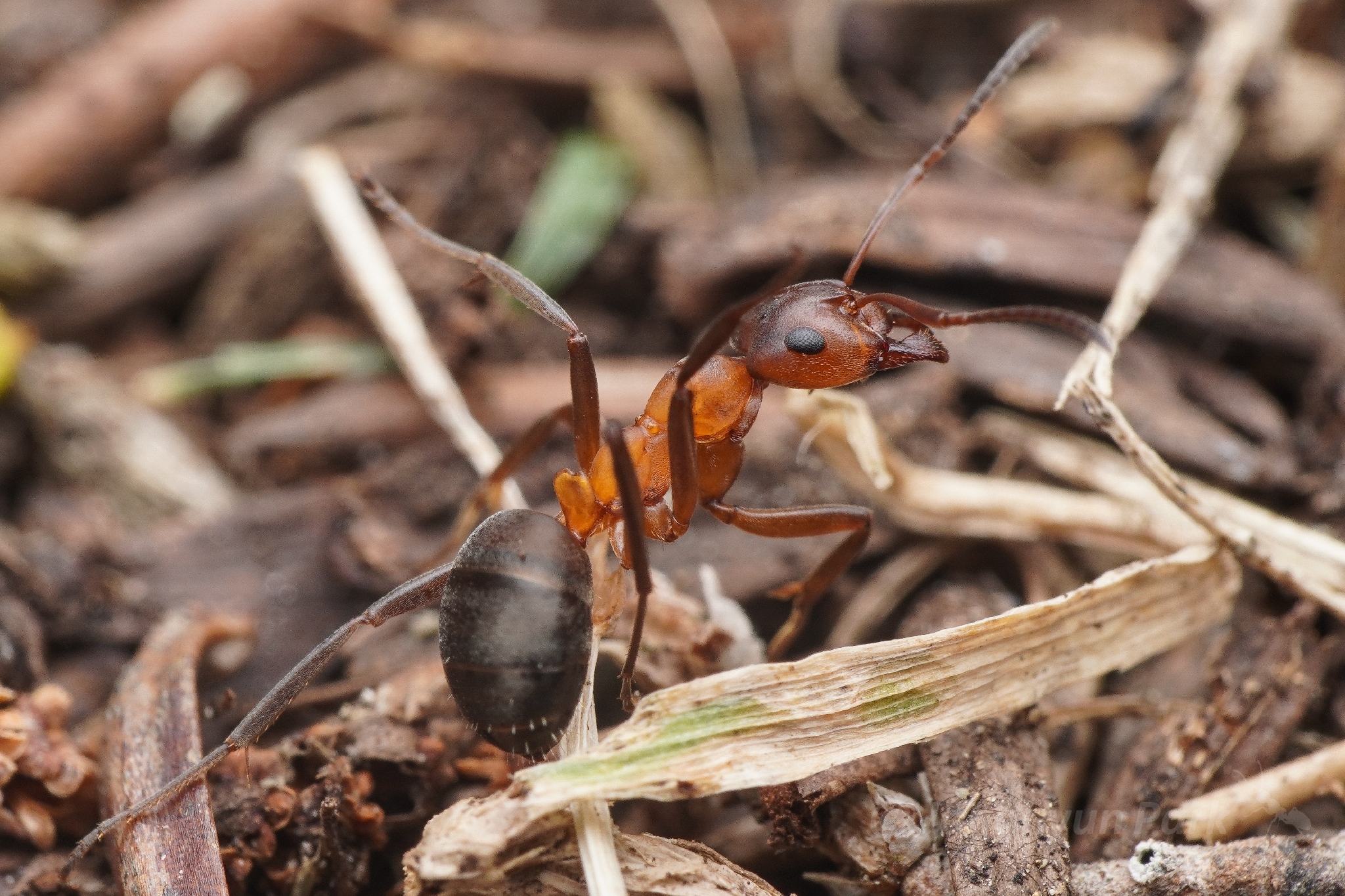 Formica bruni