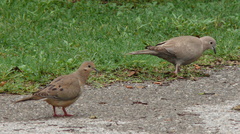 Streptopelia decaocto