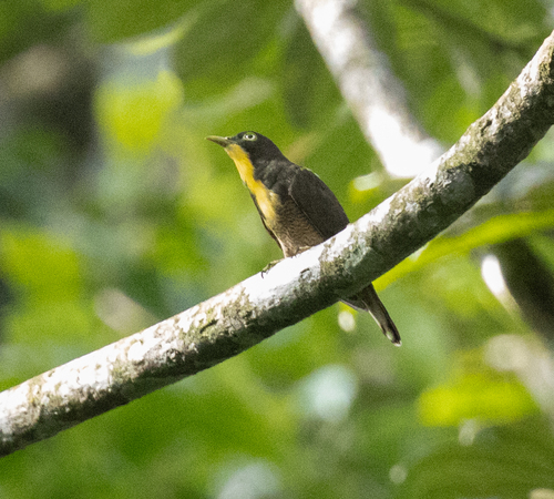 Yellow-throated Cuckoo (Chrysococcyx flavigularis), photo 4